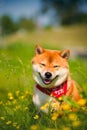 Red dog Shiba inu on nature on the grass