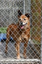 A red dog sits while in his cage at the animal shelter