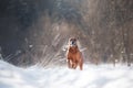 Dog in the snow. rhodesian ridgeback in nature in winter Royalty Free Stock Photo