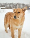 Red shaggy curly puppy sits on the snow