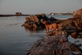 Red dog at sunset on the stone waterbank