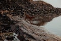 Red dog at sunset on the stone waterbank