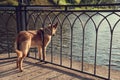 A red dog tied with a chain to an openwork fence