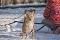 Red dog on the street