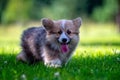 Red dog welsh corgi pembroke  puppy running in the green grass - image Royalty Free Stock Photo