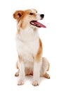 Red dog on white Royalty Free Stock Photo