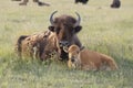 Red dog young bison calf in grass with mother Royalty Free Stock Photo
