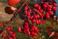 Red dogberry bush in autumn Royalty Free Stock Photo