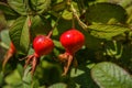 Red Dogrose berries against the background leaves. Ripe Dogrose Berries. Rosehip closeup. Royalty Free Stock Photo