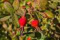 Red Dogrose berries against the background leaves. Ripe Dogrose Berries. Rosehip closeup. Royalty Free Stock Photo