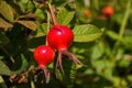 Red Dogrose berries against the background leaves. Ripe Dogrose Berries. Rosehip closeup. Royalty Free Stock Photo