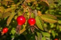 Red Dogrose berries against the background leaves. Ripe Dogrose Berries. Rosehip closeup. Royalty Free Stock Photo