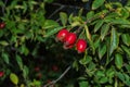 Red Dogrose berries against the background leaves. Ripe Dogrose Berries. Rosehip closeup. Royalty Free Stock Photo
