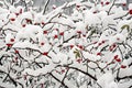 Red dogrose berries in snow Royalty Free Stock Photo