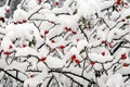 Red dogrose berries with snow Royalty Free Stock Photo