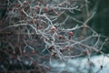 Red dogrose Bush in frost on a blue snow background. Rose hips in autumn under the snow. Beautiful snow-covered berries Royalty Free Stock Photo