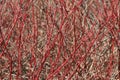 Red Dogwood Branches Background Royalty Free Stock Photo