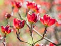 Red dogwood flowers Royalty Free Stock Photo