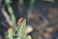 Red dolycoris baccarum sloe bug on blurry texture of green leaves, soft bokeh backgroundRed dolycoris baccarum sloe bug