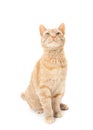 Red domestic cat Royalty Free Stock Photo
