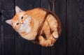 Red domestic cat in a basket on a wooden floor Royalty Free Stock Photo