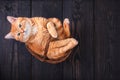 Red domestic cat in a basket on a wooden floor Royalty Free Stock Photo