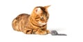 Red domestic cat plays with a toy mouse Royalty Free Stock Photo