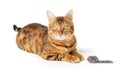 Red domestic cat plays with a toy mouse Royalty Free Stock Photo