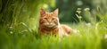 Red domestic cat sitting in grass. Garden nature outdoor pet active holiday. Fluffy furry cat sunny weather blue summer