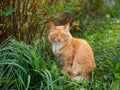 Red domestic cat walks along the road, autumn early morning Royalty Free Stock Photo