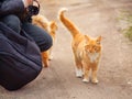 Red domestic cat walks along the road, autumn morning Royalty Free Stock Photo