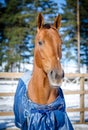 Red don mare horse in horsecloth Royalty Free Stock Photo