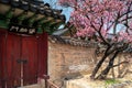 Red door in Changdeokgung Palace with cherry blossoms and flowers in spring, Seoul, South Korea Royalty Free Stock Photo