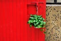 Red door and Scindapsus aureus Royalty Free Stock Photo