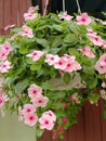 Red dot pink Vinca hanging under roof