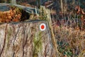 Red dot on a tree trunk to mark the course of a hiking trail, typical German marking for hikers to find the right way Royalty Free Stock Photo