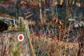 Red dot on a tree trunk to mark the course of a hiking trail, typical German marking for hikers to find the right way Royalty Free Stock Photo