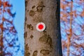 Red dot on a tree trunk to mark the course of a hiking trail, typical German marking for hikers to find the right way Royalty Free Stock Photo