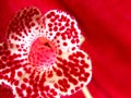 Red dots Flower