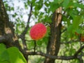 Red dotted apricot isolated fruit Royalty Free Stock Photo