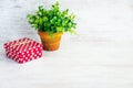 Red dotted gift box and a green flower in a rustic ceramic pot. White wooden background, copy space. Royalty Free Stock Photo