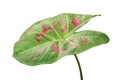 Red Dotted Green Leaf of Caladium Plant Isolated on White Background with Clipping Path