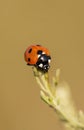 Red dotted ladybug sitting on a grass Royalty Free Stock Photo