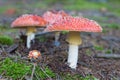 Red dotted poisonous mushrooms in the moss Royalty Free Stock Photo