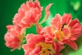 Red double peony tulip Royalty Free Stock Photo