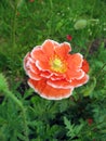 Red double poppy flower with white border