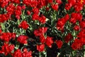 Red double tulips field close-up, top view Royalty Free Stock Photo