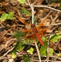 Flame skimmer dragonfly California