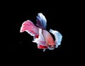 Red doubletail siamese fighting fish, betta fish isolated on bla Royalty Free Stock Photo
