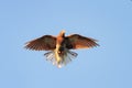 Red dove fluffed its wings and tail up in the blue sky